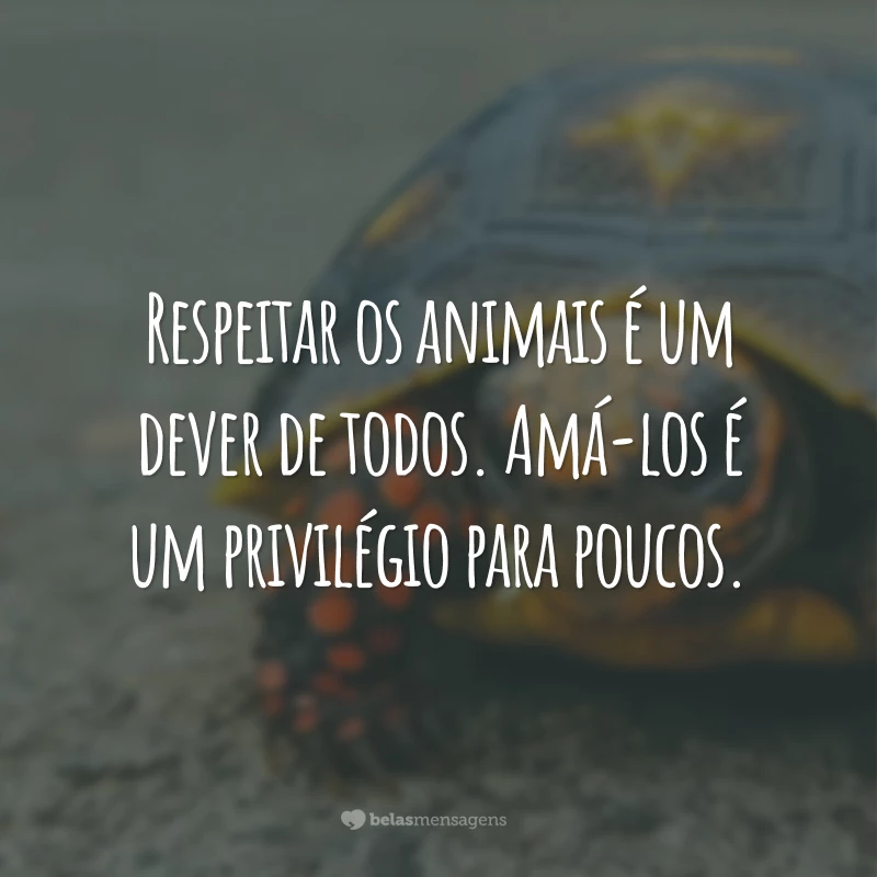 Respeitar os animais é um dever de todos. Amá-los é um privilégio para poucos.