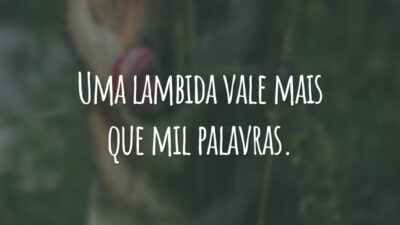 Uma lambida vale mais que mil palavras.