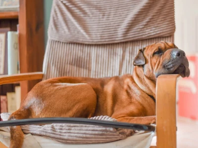 40 frases de boa tarde de domingo para curtir a preguiça e descansar