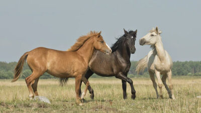 40 frases de cavalo para compreender a magnitude desse animal
