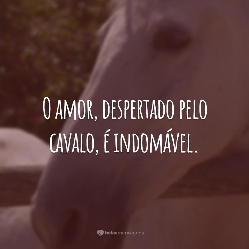 O amor, despertado pelo cavalo, é indomável.