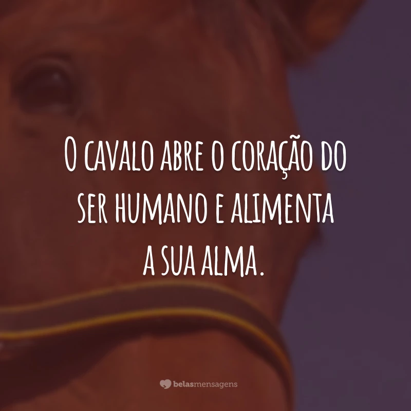 O cavalo abre o coração do ser humano e alimenta a sua alma.