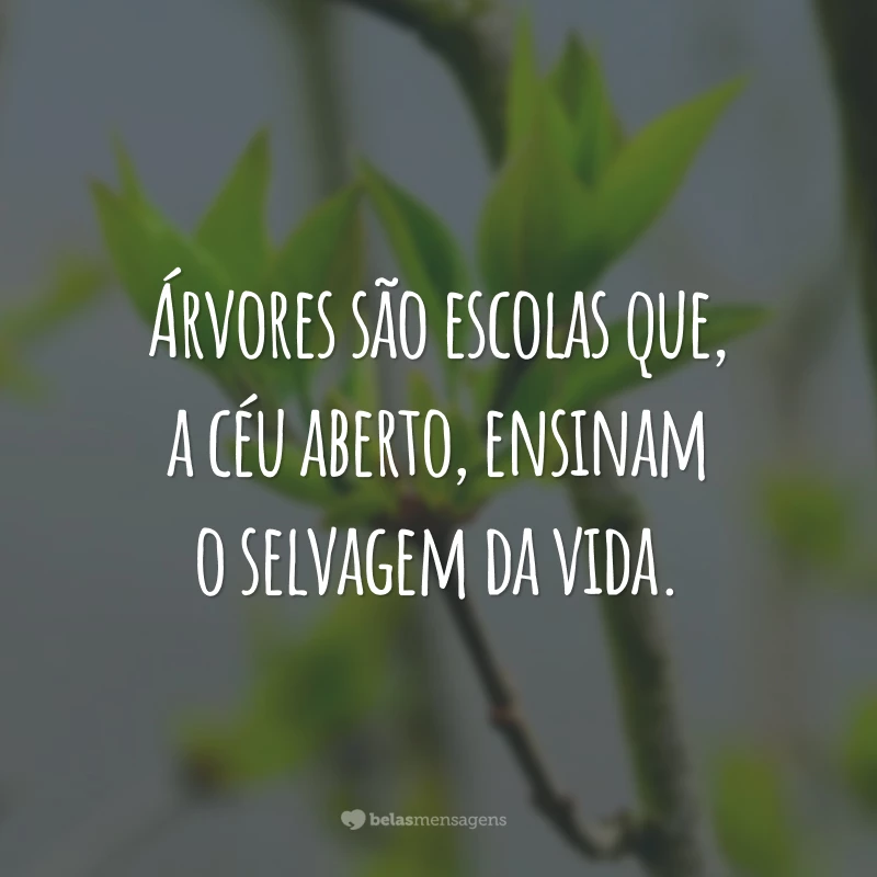 Árvores são escolas que, a céu aberto, ensinam o selvagem da vida.