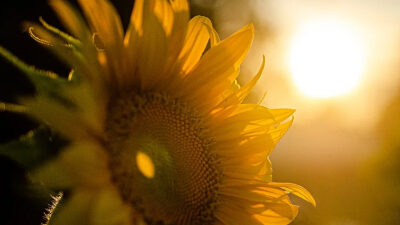 40 frases de amanhecer para contemplar esse momento lindo do dia