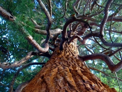 40 frases sobre árvores que vão fortalecer suas raízes