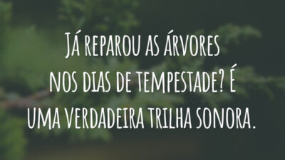 Já reparou as árvores nos dias de tempestade? É uma verdadeira trilha sonora.