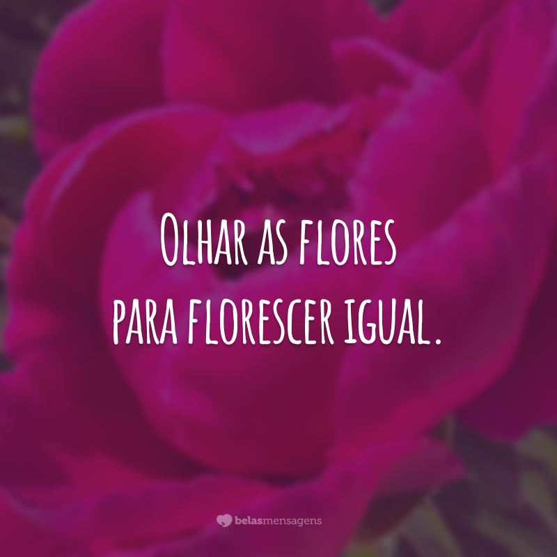 Olhar as flores para florescer igual.