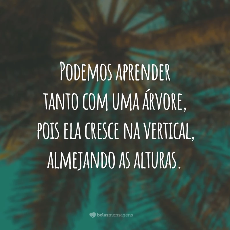 Podemos aprender tanto com uma árvore, pois ela cresce na vertical, almejando as alturas.