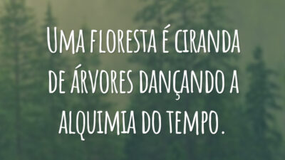 Uma floresta é ciranda de árvores dançando a alquimia do tempo.