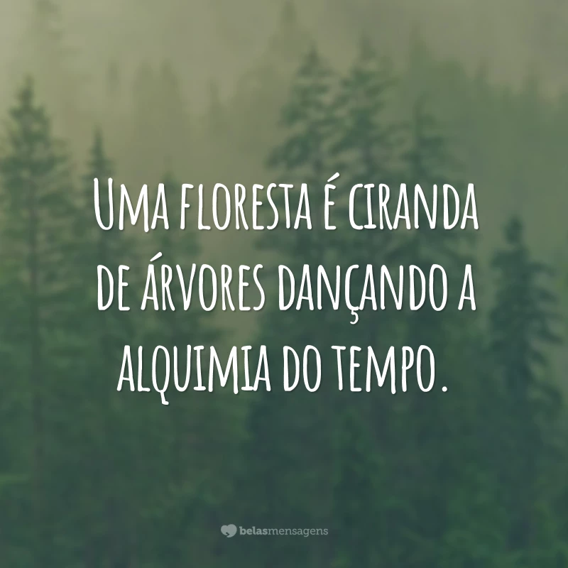 Uma floresta é ciranda de árvores dançando a alquimia do tempo.