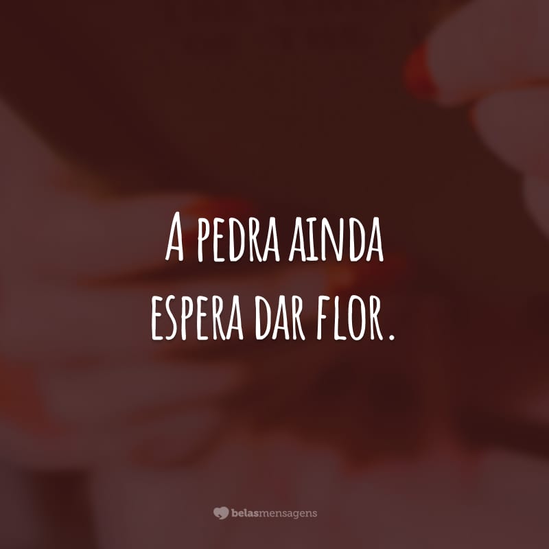 A pedra ainda espera dar flor.