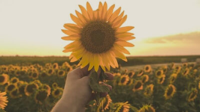 40 frases de girassol Tumblr para resplandecer boas energias