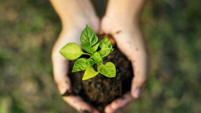 30 frases sobre sustentabilidade que incentivam a preservação do planeta