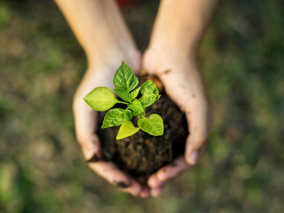 30 frases sobre sustentabilidade que incentivam a preservação do planeta