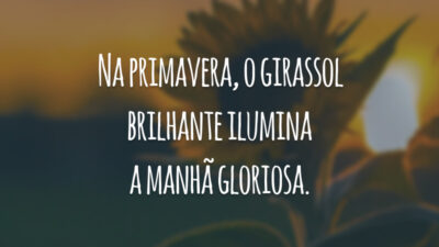 Na primavera, o girassol brilhante ilumina a manhã gloriosa.