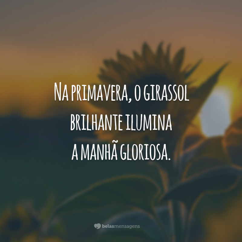 Na primavera, o girassol brilhante ilumina a manhã gloriosa.