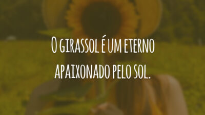 O girassol é um eterno apaixonado pelo sol.