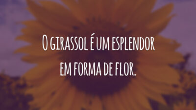 O girassol é um esplendor em forma de flor.