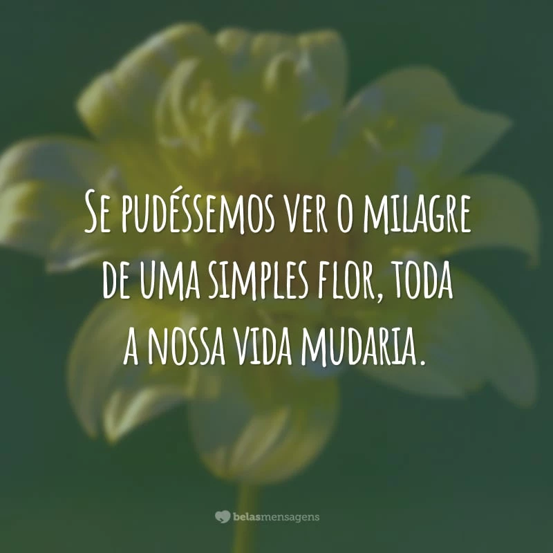 Se pudéssemos ver o milagre de uma simples flor, toda a nossa vida mudaria.