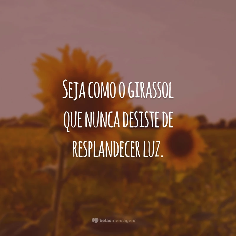 Featured image of post Frases Sobre Girassol E Amizade A amizade como a sa de