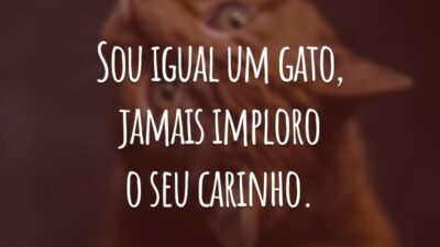 Sou igual um gato, jamais imploro o seu carinho.