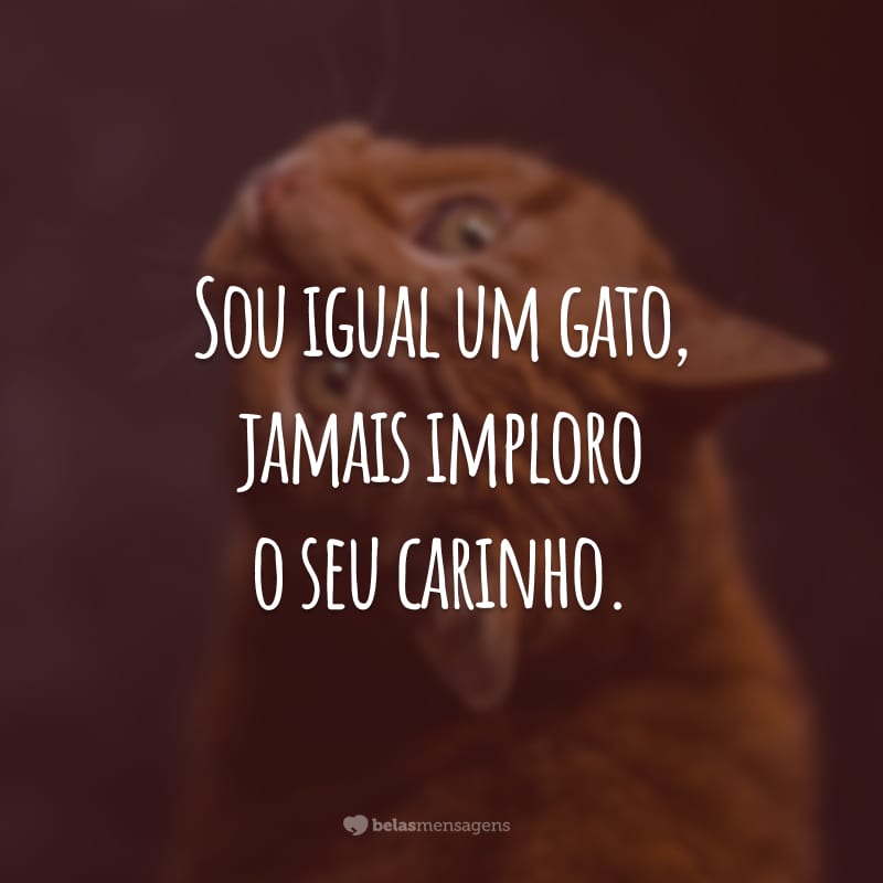 Sou igual um gato, jamais imploro o seu carinho.