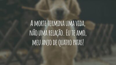 A morte termina uma vida, não uma relação. Eu te amo, meu anjo de quatro patas!
