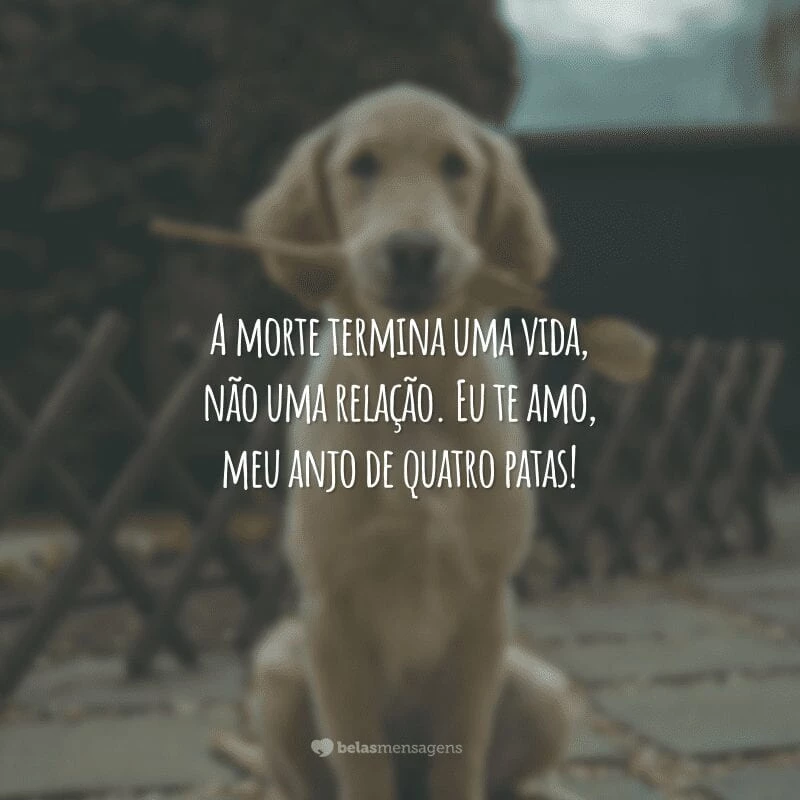 A morte termina uma vida, não uma relação. Eu te amo, meu anjo de quatro patas!