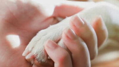 30 frases de luto para cachorro que homenageiam seu aumiguinho