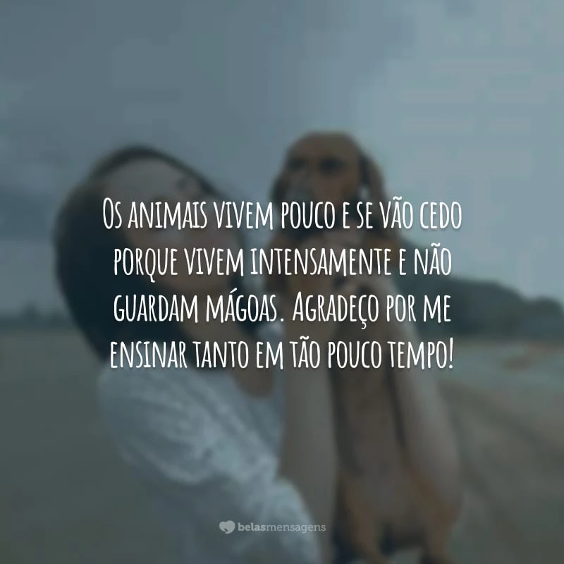 Os animais vivem pouco e se vão cedo porque vivem intensamente e não guardam mágoas. Agradeço por me ensinar tanto em tão pouco tempo!