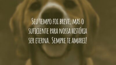 Seu tempo foi breve, mas o suficiente para nossa história ser eterna. Sempre te amarei!