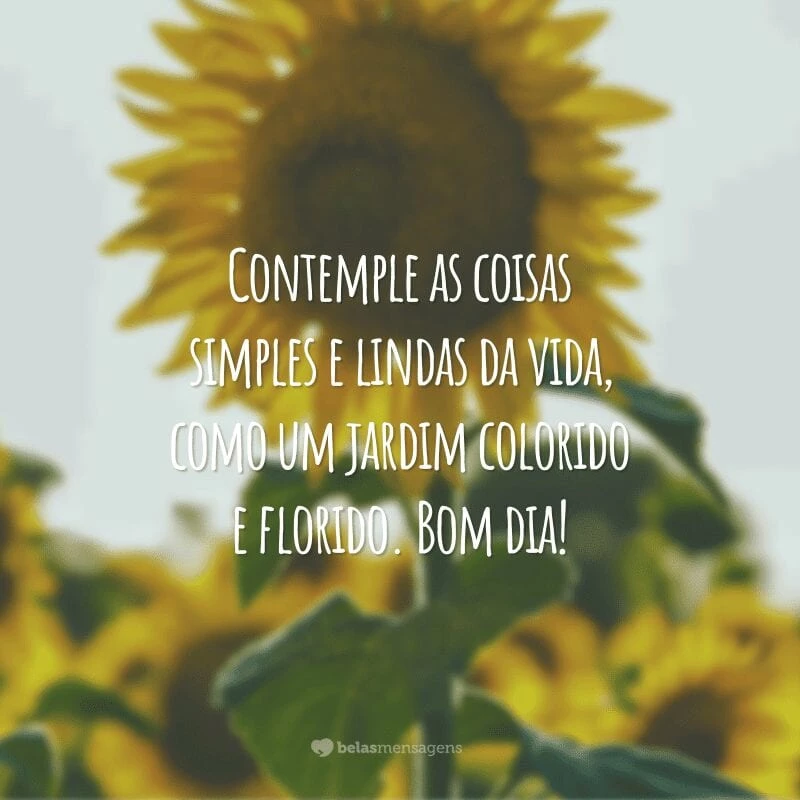 Contemple as coisas simples e lindas da vida, como um jardim colorido e florido. Bom dia!