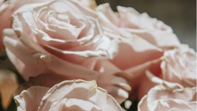 60 frases de bom dia com flores para uma manhã perfumada
