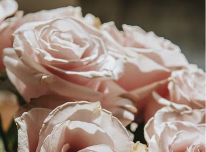 60 frases de bom dia com flores para uma manhã perfumada