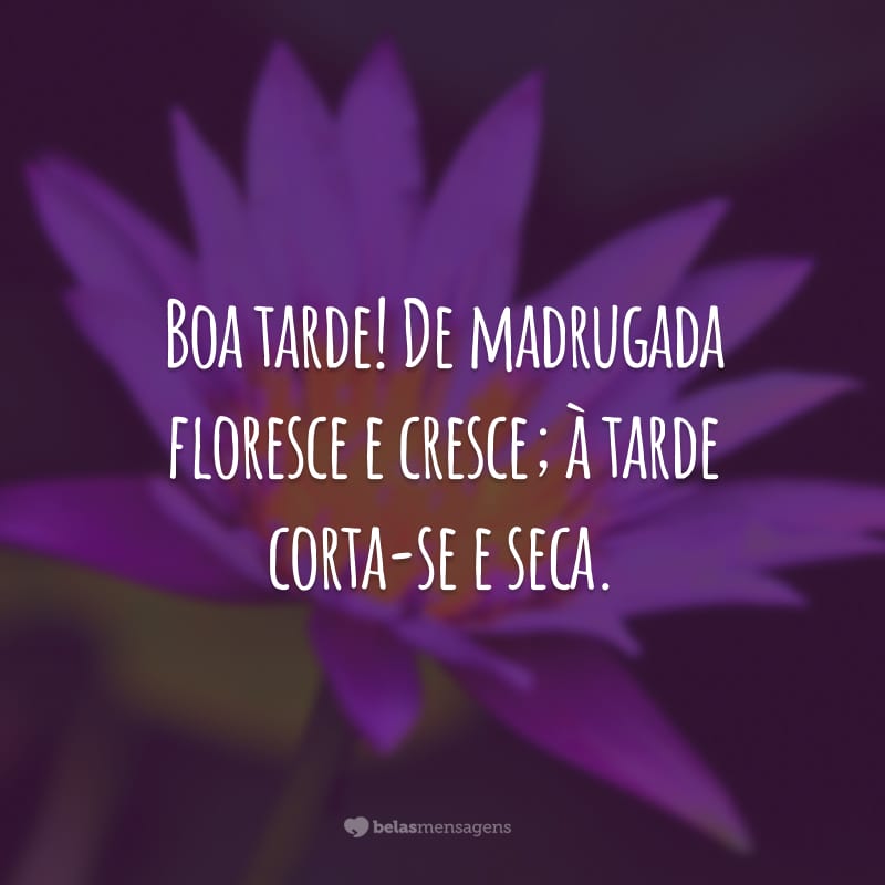 Boa tarde! De madrugada floresce e cresce; à tarde corta-se e seca.