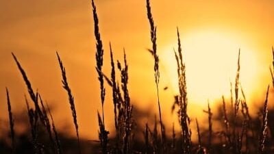 40 frases de bom dia com sol para uma manhã iluminada