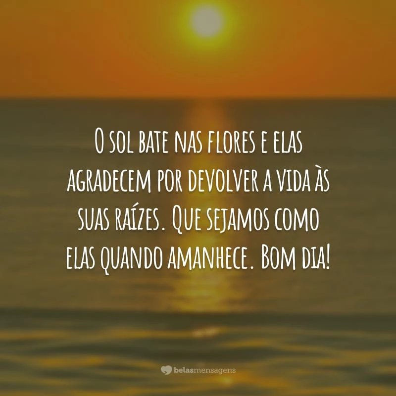 O sol bate nas flores e elas agradecem por devolver a vida às suas raízes. Que sejamos como elas quando amanhece. Bom dia!