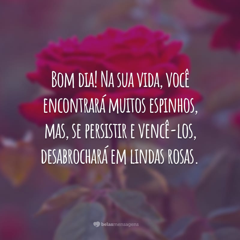 Bom dia! Na sua vida, você encontrará muitos espinhos, mas, se persistir e vencê-los, desabrochará em lindas rosas.