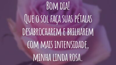 Bom dia! Que o sol faça suas pétalas desabrocharem e brilharem com mais intensidade, minha linda rosa.