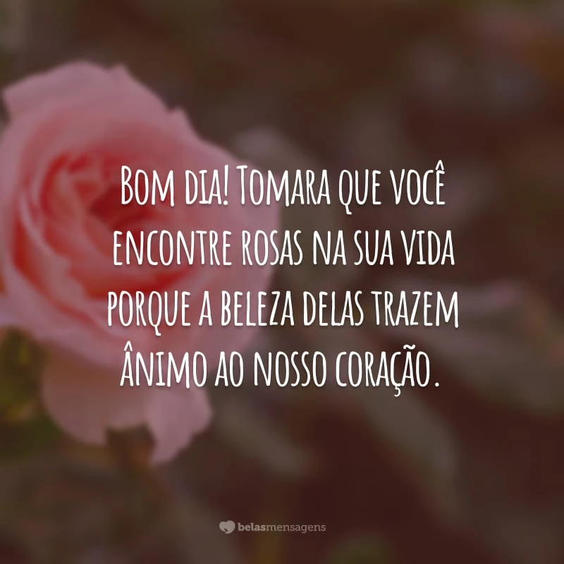 Bom dia! Tomara que você encontre rosas na sua vida, porque a beleza delas traz ânimo ao nosso coração.