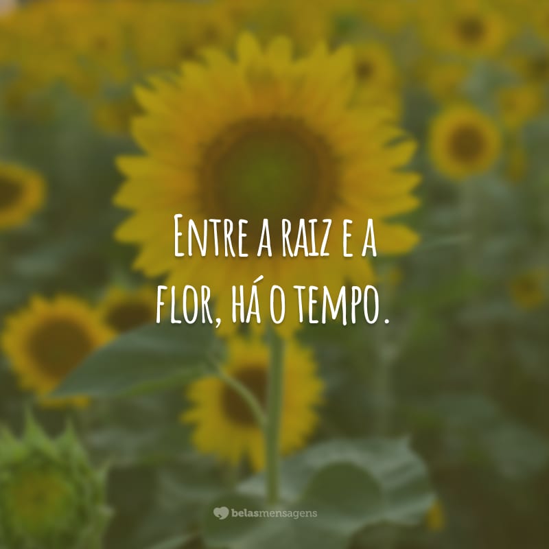 Entre a raiz e a flor, há o tempo.