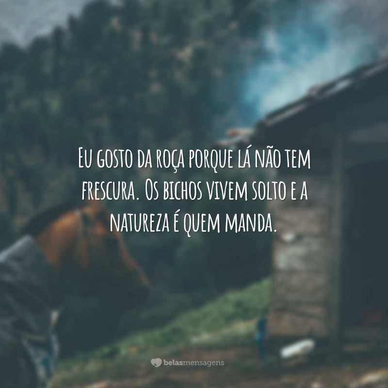 Eu gosto da roça porque lá não tem frescura. Os bichos vivem solto e a natureza é quem manda.