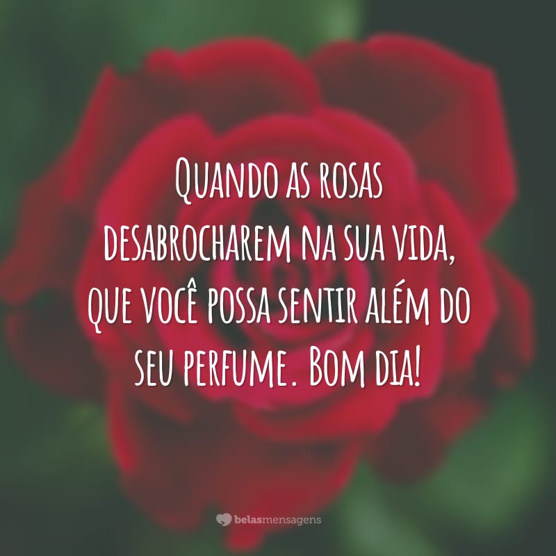 Quando as rosas desabrocharem na sua vida, que você possa sentir além do seu perfume. Bom dia!