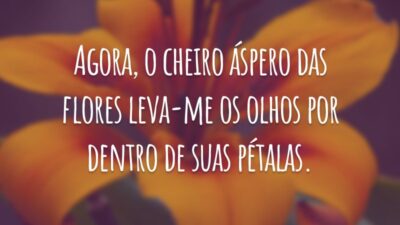 Agora, o cheiro áspero das flores leva-me os olhos por dentro de suas pétalas.