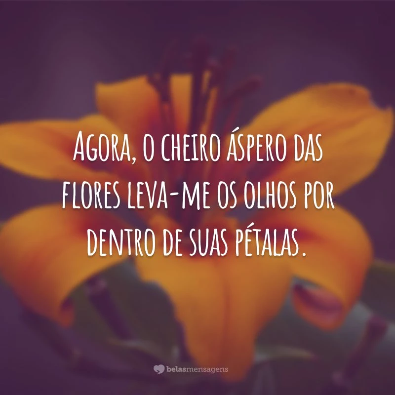 Agora, o cheiro áspero das flores leva-me os olhos por dentro de suas pétalas.