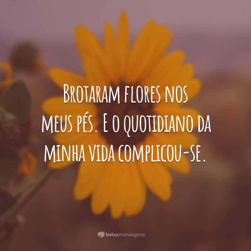 Brotaram flores nos meus pés. E o quotidiano da minha vida complicou-se.