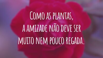 Como as plantas, a amizade não deve ser muito nem pouco regada.
