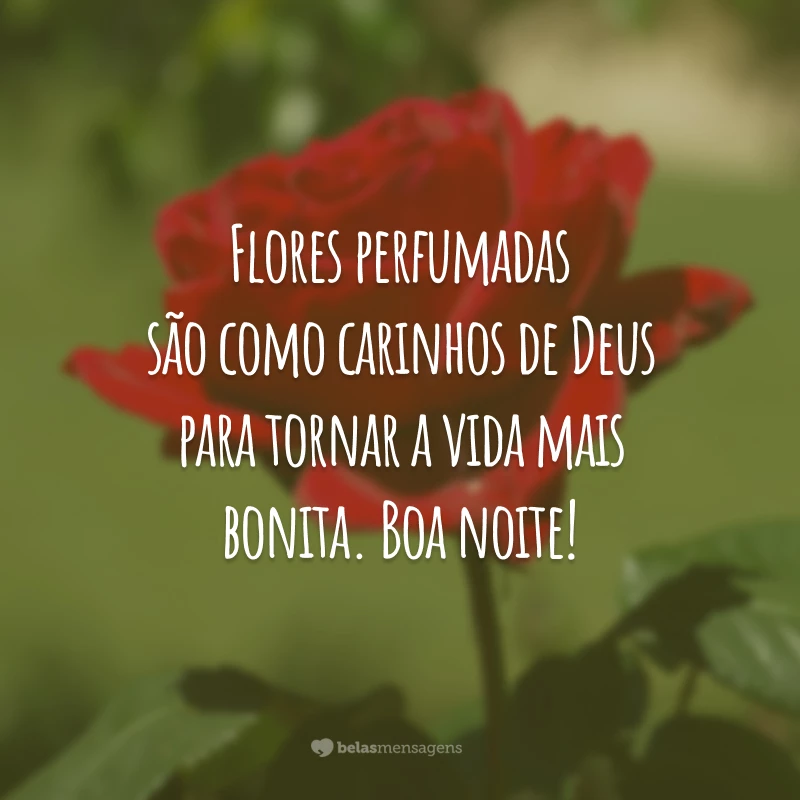 Flores perfumadas são como carinhos de Deus para tornar a vida mais bonita. Boa noite!