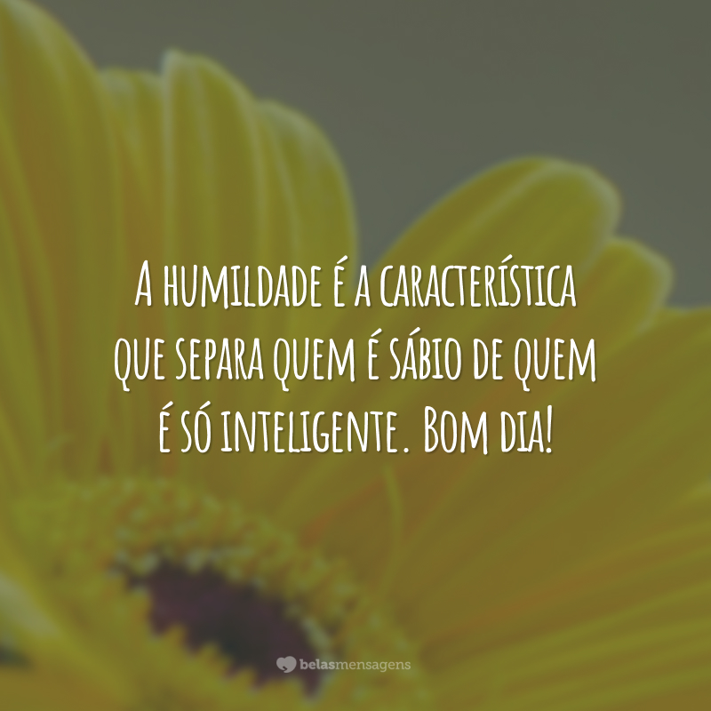 A humildade é a característica que separa quem é sábio de quem é só inteligente. Bom dia!