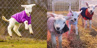 Cordeiros recém-nascidos separados de suas mães se mantêm aquecidos em suéteres tricotados à mão